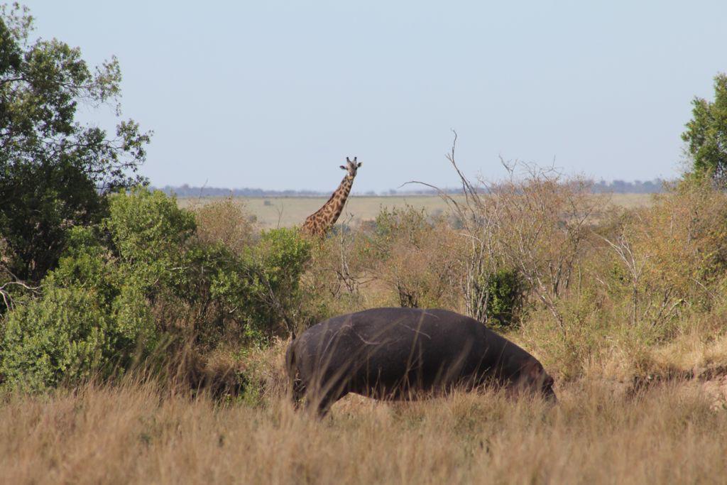 Where to Go for Wildlife Safari in Kenya?