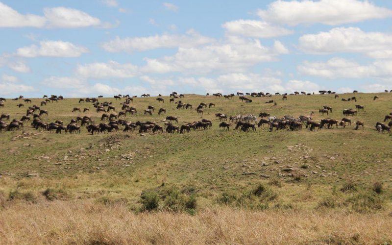 Great Wildebeest Migration