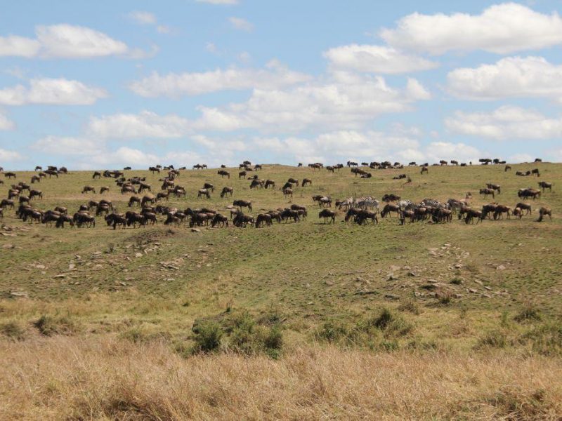 Great Wildebeest Migration