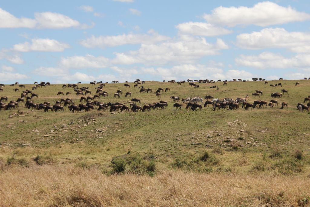 Great Wildebeest Migration