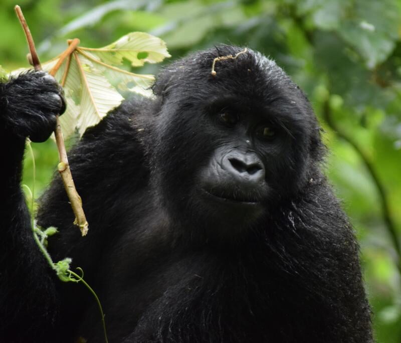 Wildlife safaris in Rwanda