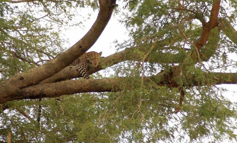 Kenya Tanzania Wildlife Adventure