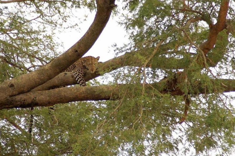 Kenya Tanzania Wildlife Adventure