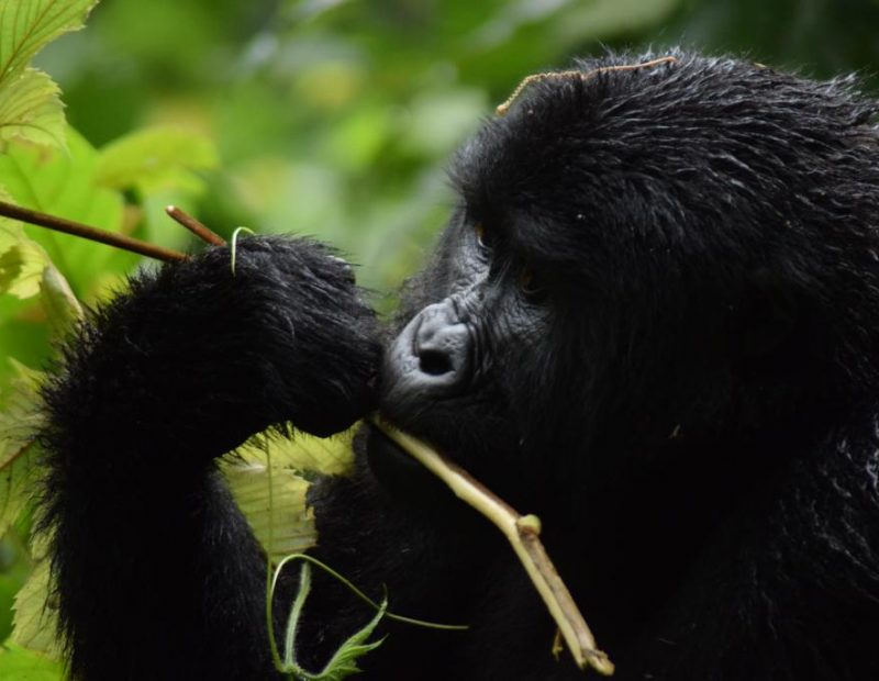 Virunga National Park