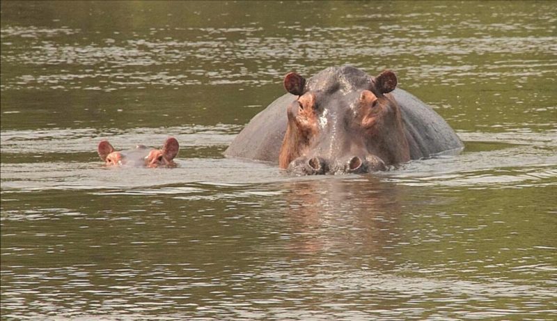 Rwanda Wildlife Trip