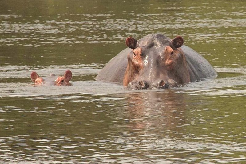 Rwanda Wildlife Trip