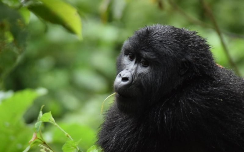 Rwanda Gorilla Trekking Tour