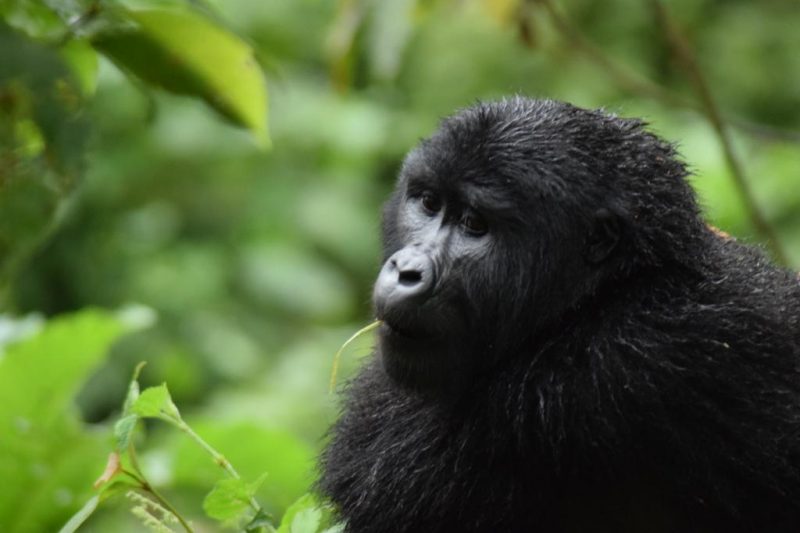 Rwanda Gorilla Trekking Tour