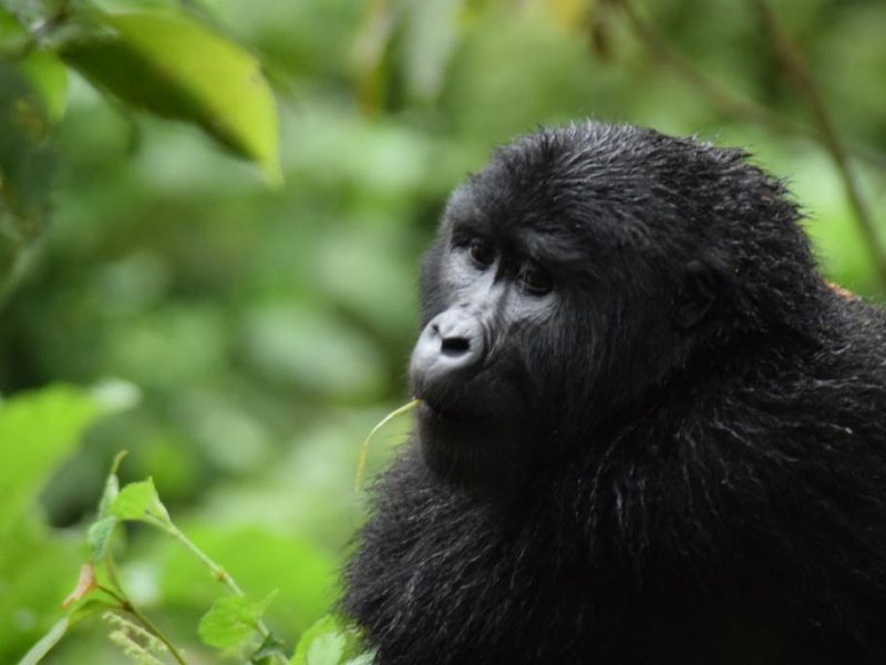 Rwanda Gorilla Trekking Tour