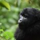 Rwanda Gorilla Trekking Tour