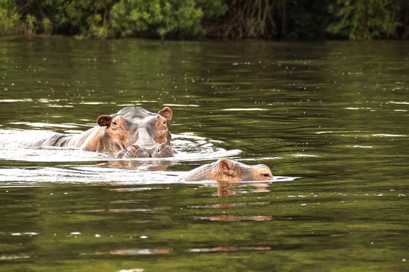 Queen Elizabeth National Park