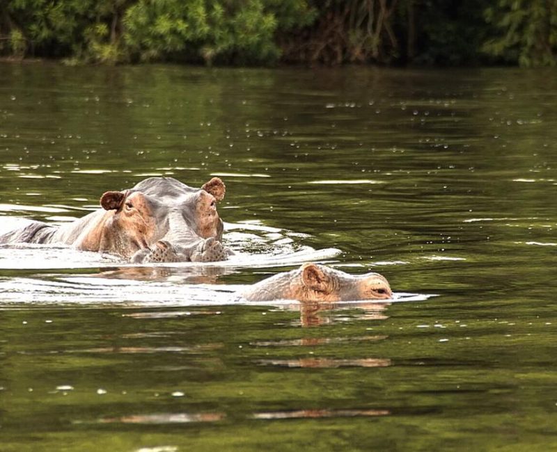 Tanzania Safaris