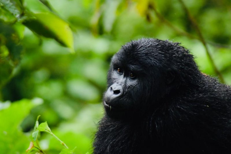 Best Rwanda Safari Tour