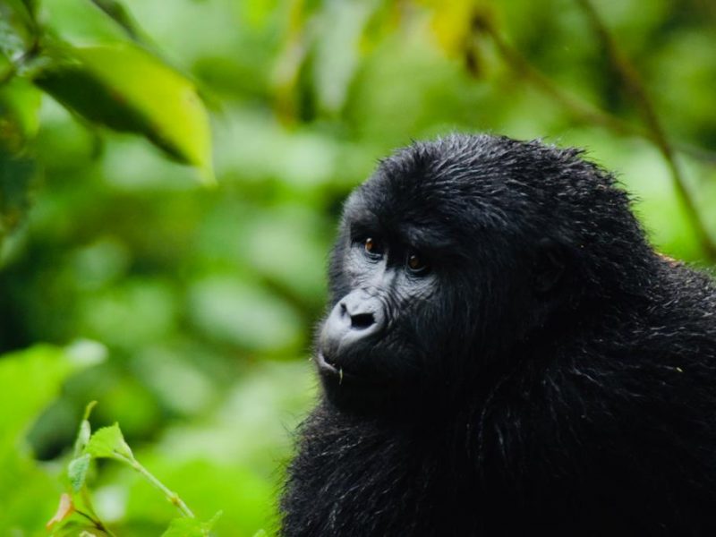 Best Rwanda Safari Tour