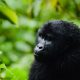 Best Rwanda Safari Tour