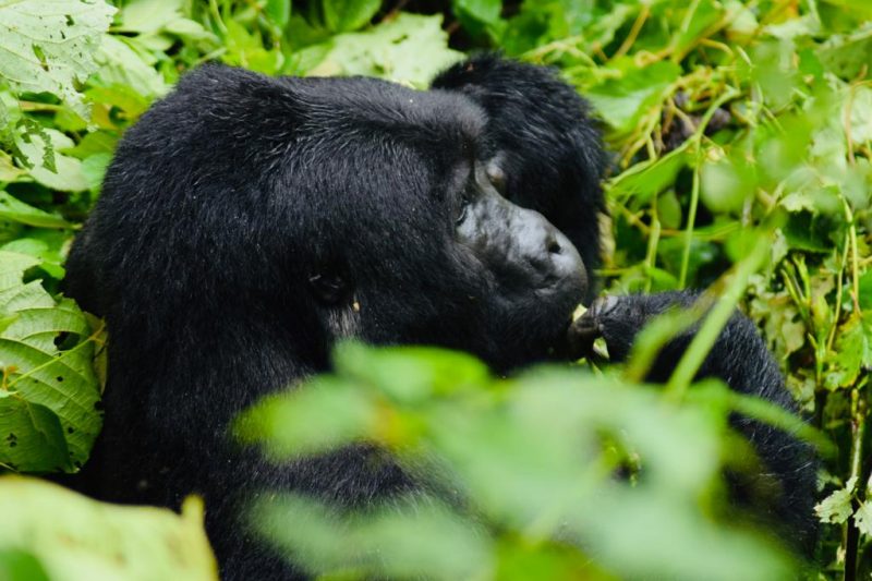 Uganda Gorilla Trips