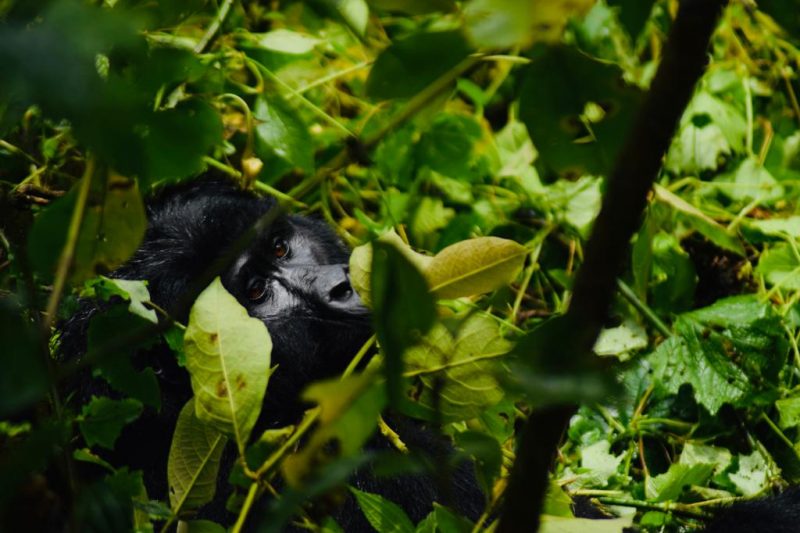 Virunga National Park