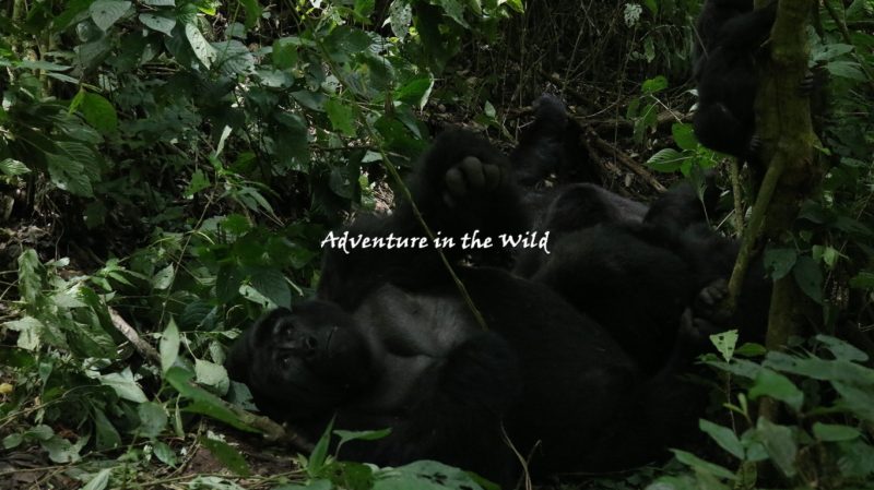 Rwanda Gorilla Trekking