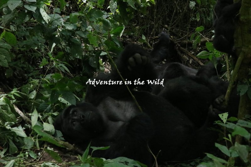 Rwanda Gorilla Trekking