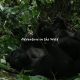 Rwanda Gorilla Trekking