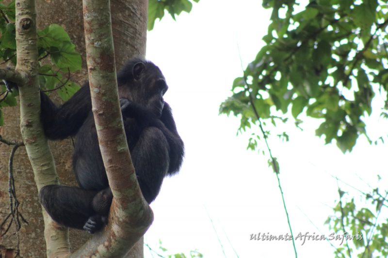 Rwanda Chimpanzee Trek