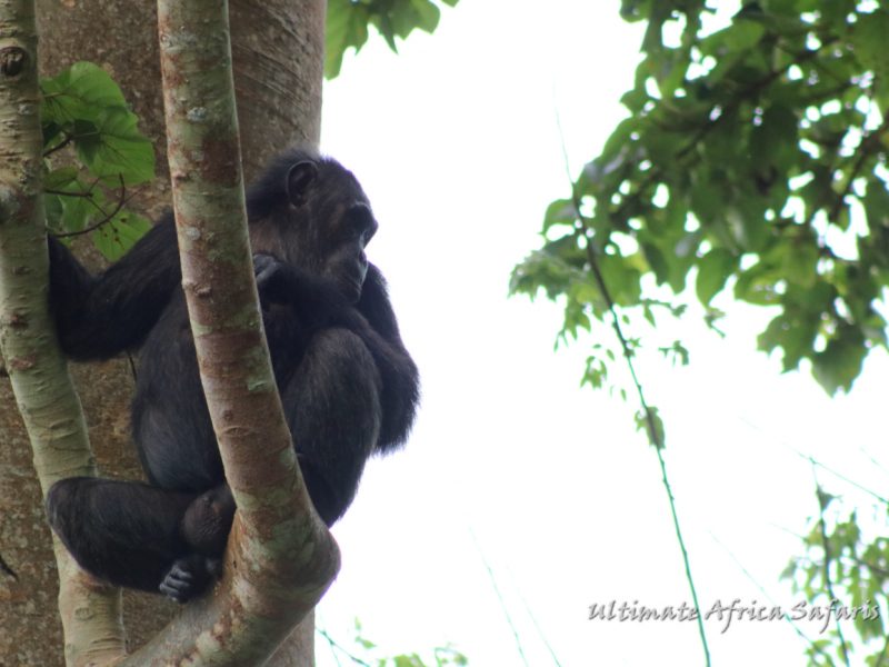 Rwanda Chimpanzee Trek