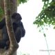 Rwanda Chimpanzee Trek