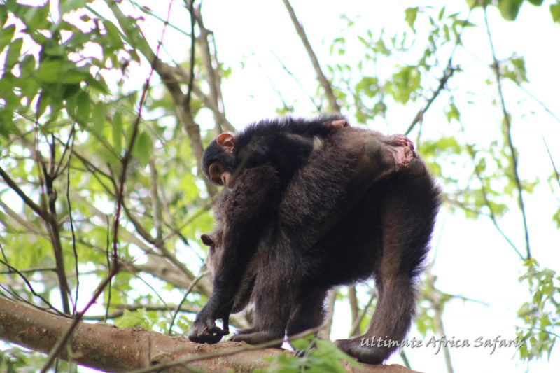 Nyungwe Forest National Park