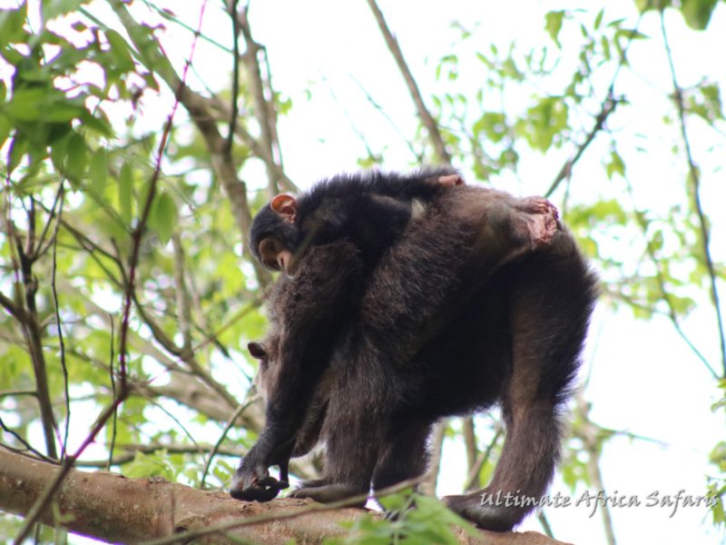 Primates Safaris Tour