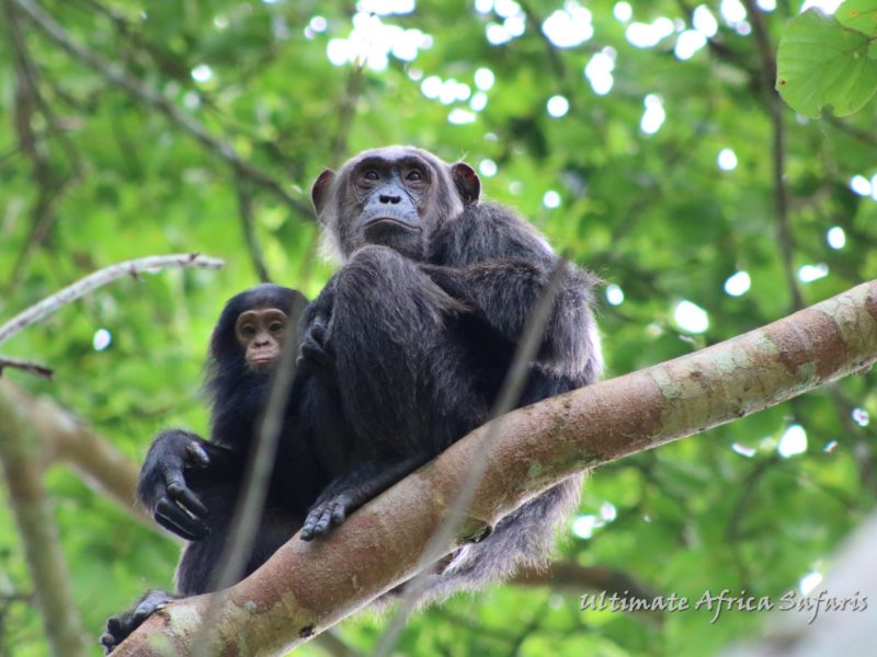 Rwanda Chimpanzee Trek