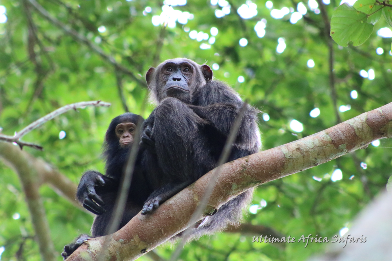 Chimpanzee Trekking