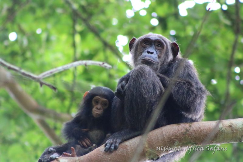 Chimpanzee Tracking