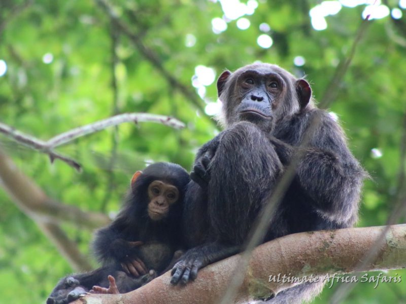 Best Time for Chimpanzee trekking in Uganda