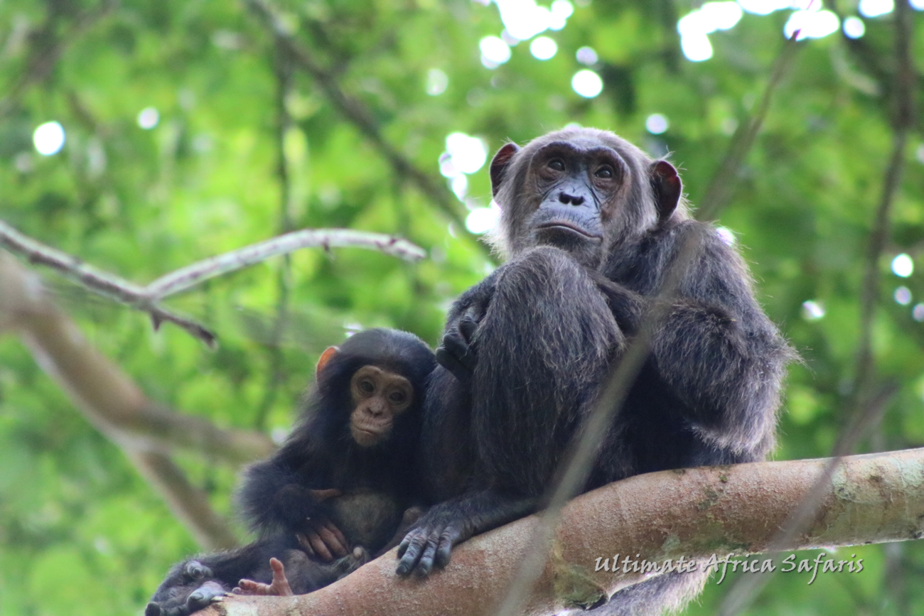 Best Time for Chimpanzee trekking in Uganda
