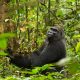Eastern Lowland Gorilla Trekking Tour