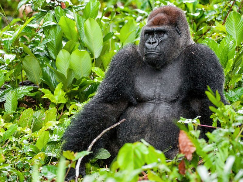 Congo Gorilla Safaris