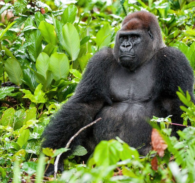 Congo Gorilla Safaris