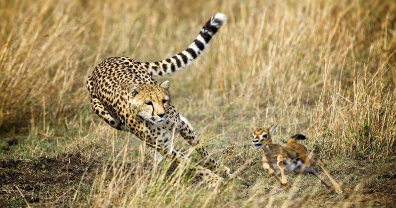 Maasai Mara Kenya Wildlife Safari