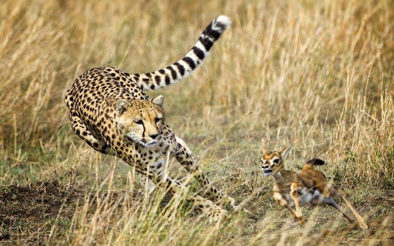 Maasai Mara Kenya Wildlife Safari