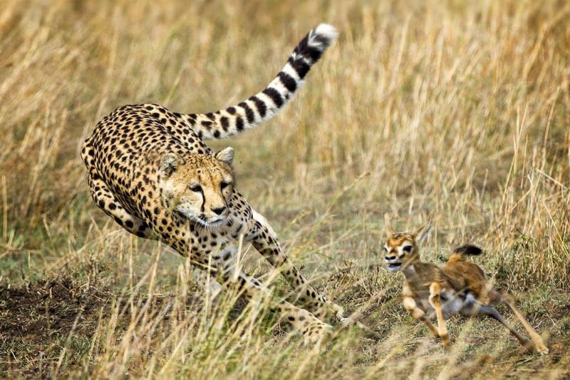 Maasai Mara Kenya Wildlife Safari