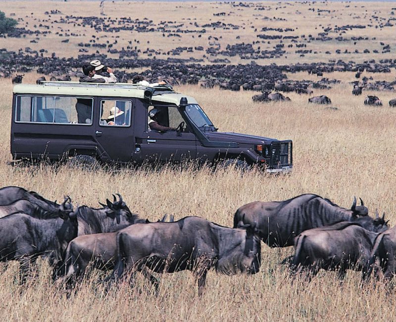 Best of Tanzania Safaris