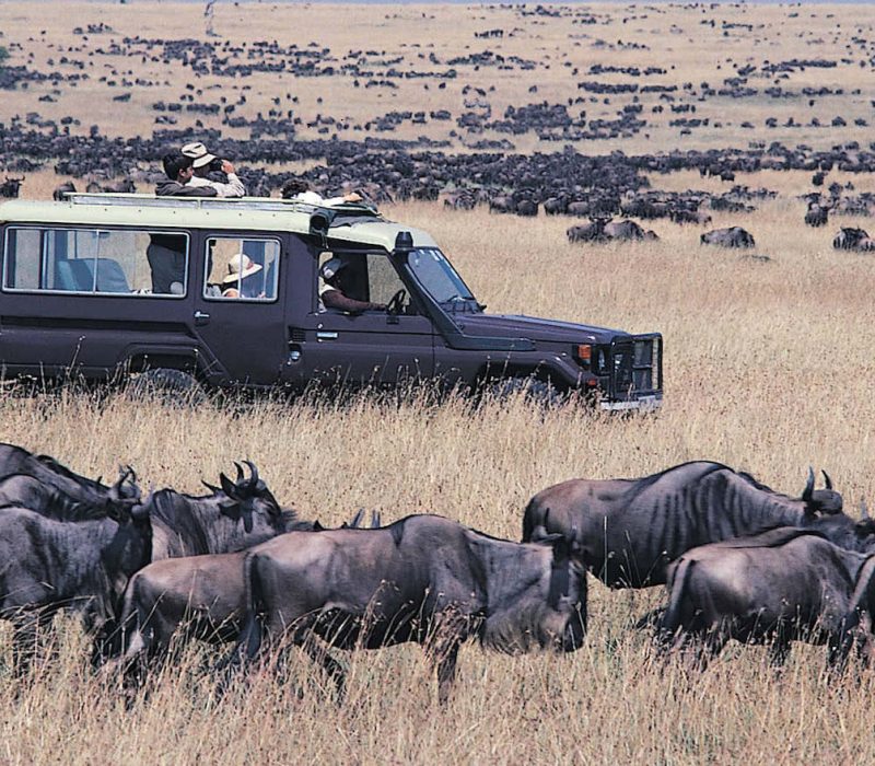 Best of Tanzania Safaris