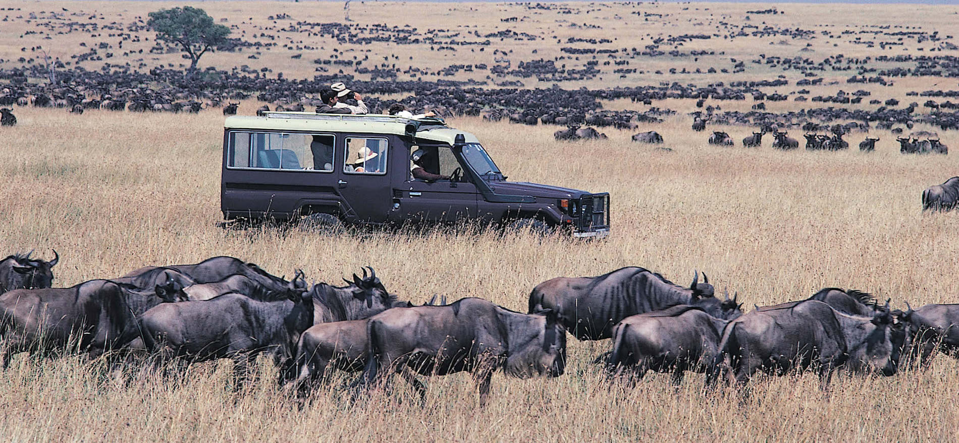 Great Wildebeest Migration