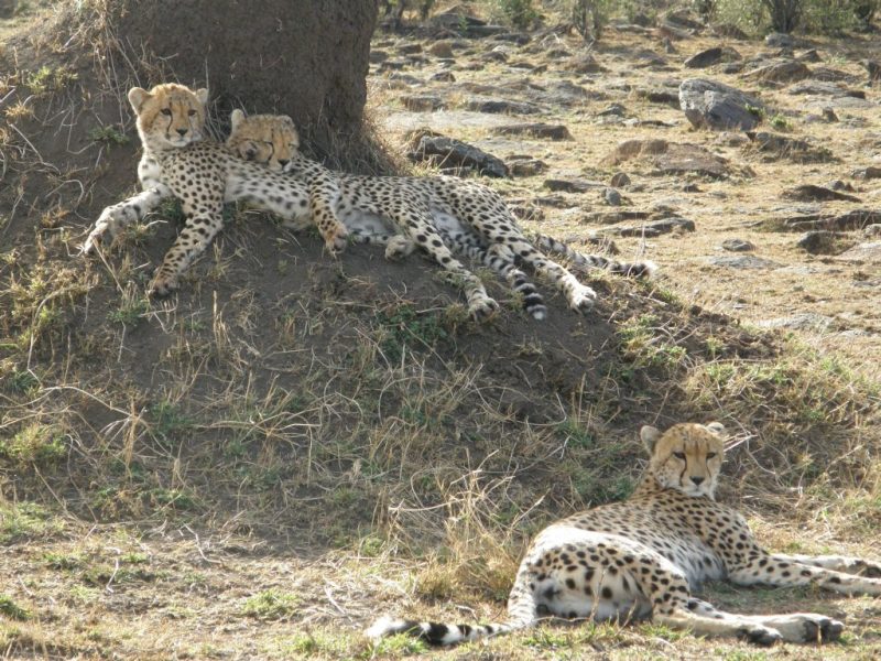 Mount Kenya Safari