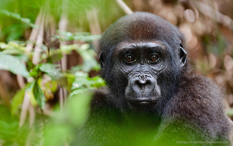 Eastern Lowland Gorilla Trekking Tour