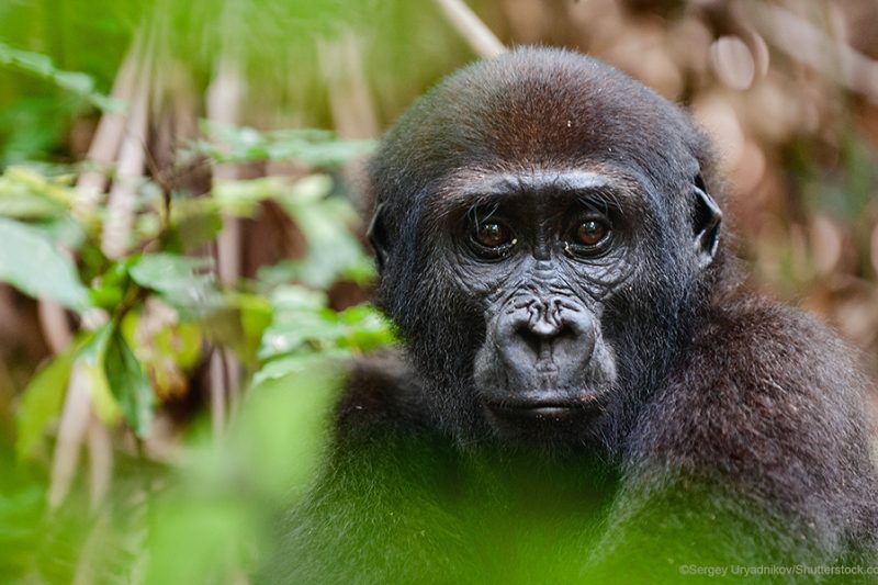 Kahuzi Biega National Park