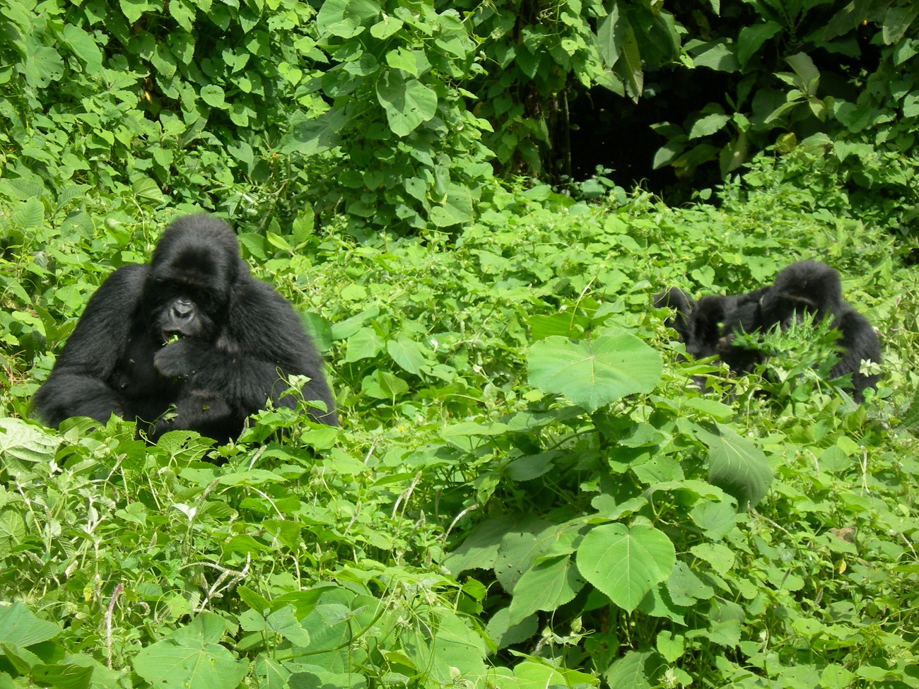 Gorilla Safari Tours in Uganda