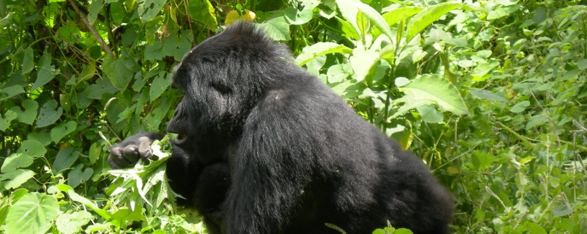 Gorilla trekking from South Africa
