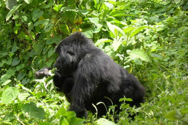 Gorilla Trekking Trips
