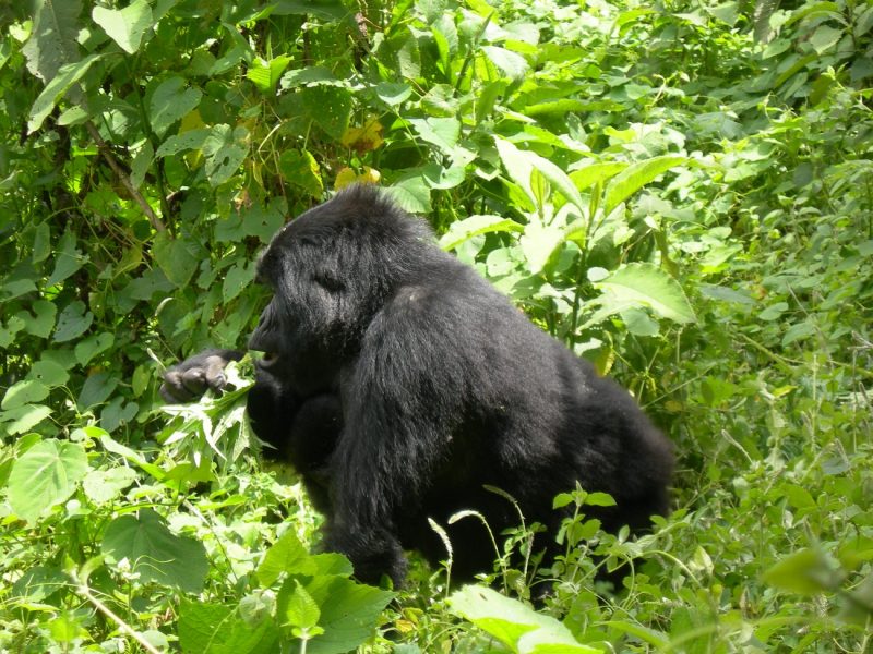 Gorilla trekking from South Africa